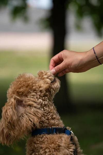 Portrait of a cute caramel mini poodle on a green background. Portrait of a cute caramel mini poodle on a green background. The owner feeds the dog from her hand. High quality photo