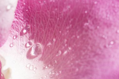 Yakından gül yaprağına su damlıyor. Yazı için yeri olan çiçek arkaplanı. Yüksek kalite fotoğraf