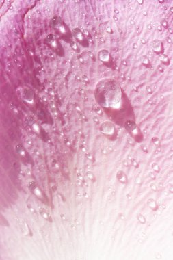 Yakından gül yaprağına su damlıyor. Yazı için yeri olan çiçek arkaplanı. Yüksek kalite fotoğraf