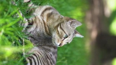 Yeşil gözlü gri bir kedi çimenlerde yatıyor. dikey video. Yüksek kaliteli FullHD görüntüler