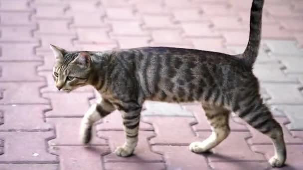 Gato Gris Con Ojos Verdes Está Caminando Por Calle Imágenes — Vídeo de stock