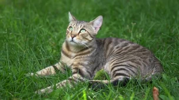 Szary Kot Zielonymi Oczami Leży Trawie Wysokiej Jakości Materiał Filmowy — Wideo stockowe
