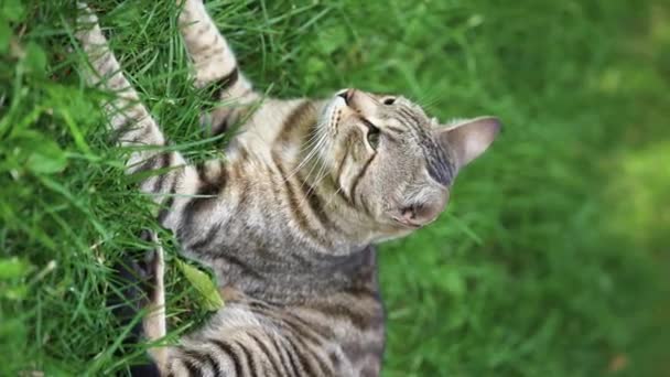Szary Kot Zielonymi Oczami Leży Trawie Pionowe Wideo Wysokiej Jakości — Wideo stockowe