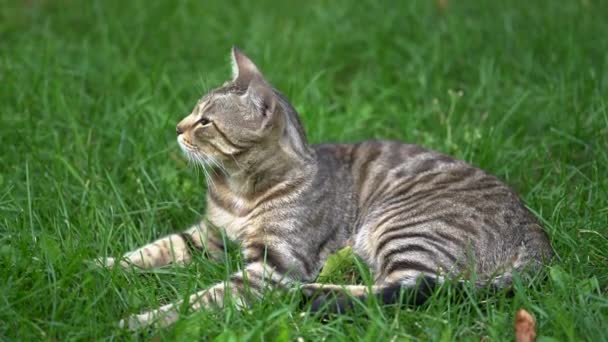 Yeşil Gözlü Gri Bir Kedi Çimenlerde Yatıyor Yüksek Kaliteli Fullhd — Stok video
