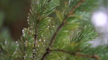 Çam dalları ve yakın plan yağmur damlaları. Çiçek yeşili arka plan. Dikey video.