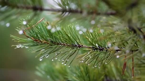 Κλαδιά Πεύκου Σταγόνες Βροχής Από Κοντά Floral Πράσινο Φόντο — Αρχείο Βίντεο
