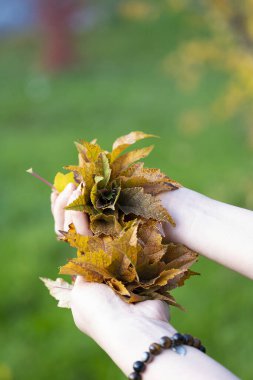 Sonbahar yaprakları yeşil otların arka planında ellerde. Yüksek kalite fotoğraf