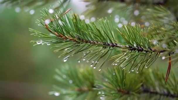 Сосновые Ветки Капельками Дождя Крупным Планом Цветочный Зеленый Фон — стоковое видео