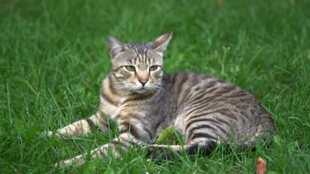 Szary Kot Zielonymi Oczami Leży Trawie Wysokiej Jakości Materiał Filmowy — Wideo stockowe