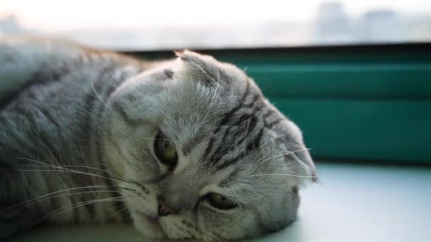 Scottish Fold Kot Leży Parapecie Zachodzie Słońca — Wideo stockowe