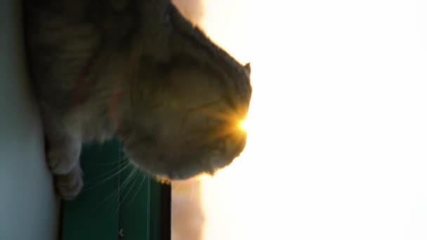 Gato Escocês Fold Encontra Parapeito Janela Pôr Sol Vídeo Vertical — Vídeo de Stock