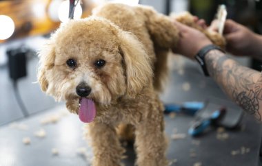 Evcil hayvan kuaföründe oyuncak bir kaniş köpeğini tımar etmek. Groomer masadaki bir köpeğe saç tıraşı yapar. Yüksek kalite fotoğraf