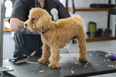 Evcil hayvan kuaföründe oyuncak bir kaniş köpeğini tımar etmek. Groomer masadaki bir köpeğe saç tıraşı yapar. Yüksek kalite fotoğraf