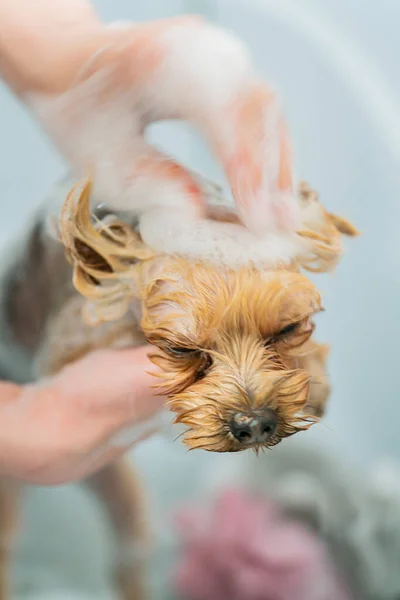 Grooming a dog in a pet haircut salon. The dog is washed after grooming. High quality photo