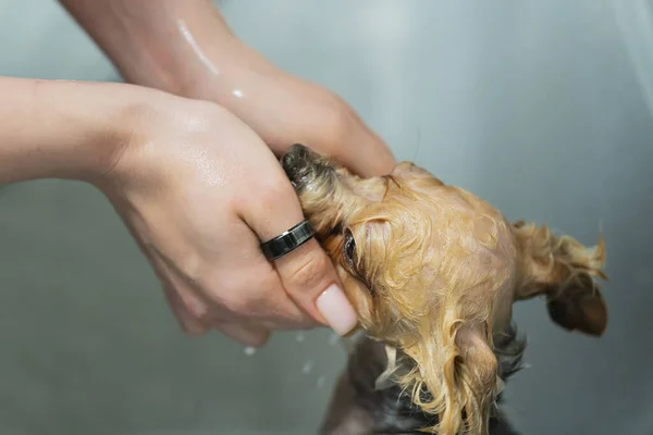 Grooming a dog in a pet haircut salon. The dog is washed after grooming. High quality photo