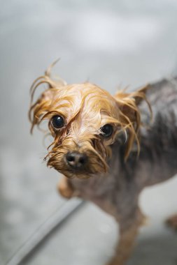 Evcil hayvan kuaföründe köpek tımar etmek. Köpek tımardan sonra yıkanır. Yüksek kalite fotoğraf