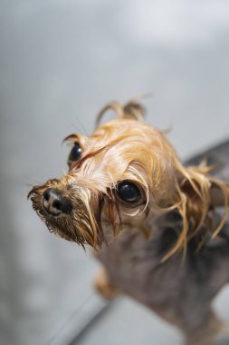 Evcil hayvan kuaföründe köpek tımar etmek. Köpek tımardan sonra yıkanır. Yüksek kalite fotoğraf