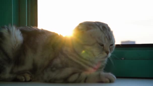 Szkocki Kot Leży Parapecie Zachodzie Słońca Wysokiej Jakości Materiał Filmowy — Wideo stockowe