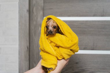 Evcil hayvan kuaföründe köpek tımar etmek. Köpek tımardan sonra yıkanır. Yüksek kalite fotoğraf