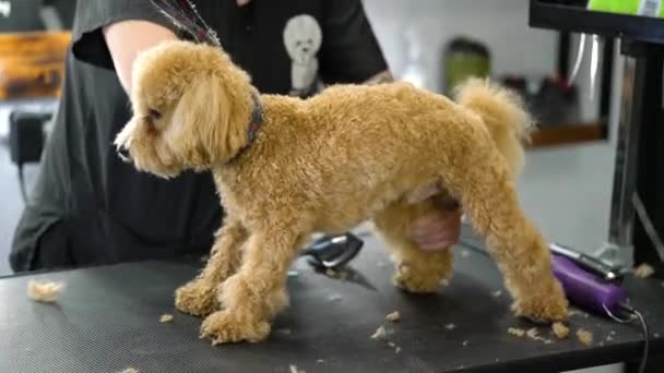 Oyuncak Bir Kaniş Köpeği Profesyonel Bir Salonda Fırçalanır Hayvan Bakımı — Stok video