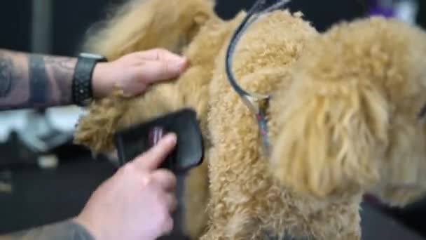 Ein Pudelhund Wird Einem Professionellen Salon Gebürstet Tierpflege Hochwertiges Fullhd — Stockvideo