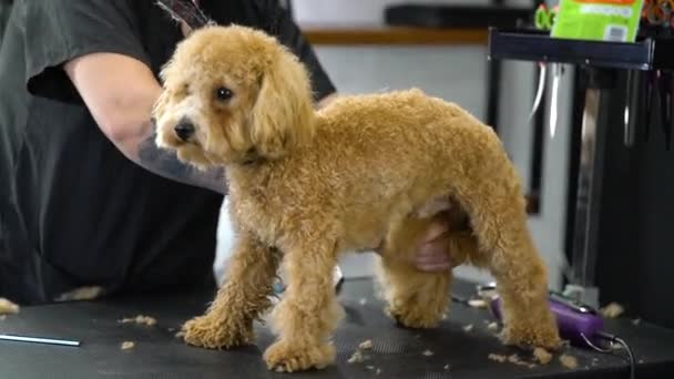 Cão Poodle Brinquedo Escovado Salão Beleza Profissional Preparação Animais Imagens — Vídeo de Stock