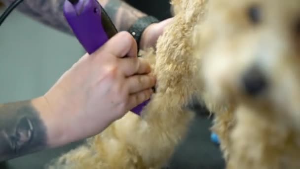 Seekor Anjing Toy Poodle Sedang Dipersiapkan Sebuah Salon Profesional Berdandan — Stok Video