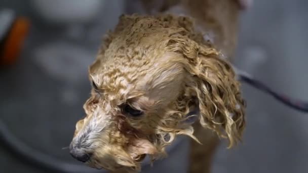 Zabawkowy Pies Pudla Czytuje Myty Wannie Zwierzęcym Salonie Pielęgnacyjnym Wysokiej — Wideo stockowe