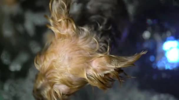 Ένα Τσιουάουα Πλένεται Μια Μπανιέρα Ένα Σαλόνι Καλλωπισμού Κατοικίδιων Ζώων — Αρχείο Βίντεο