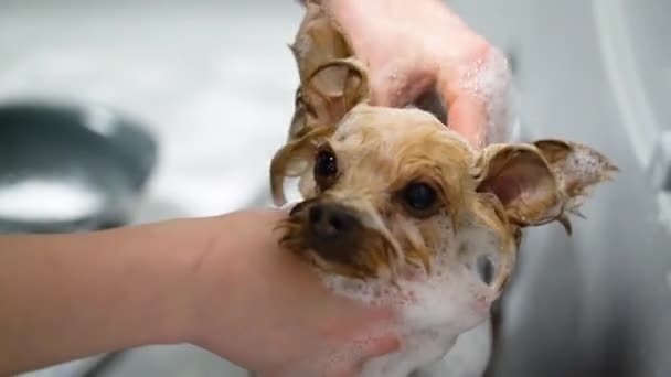 Een Chihuahua Wordt Gewassen Een Badkuip Een Dierenverzorgingssalon Hoge Kwaliteit — Stockvideo