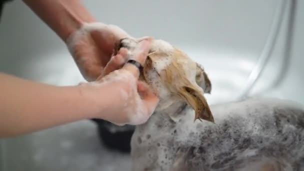 Chihuahua Lavado Uma Banheira Salão Pet Grooming Imagens Fullhd Alta — Vídeo de Stock