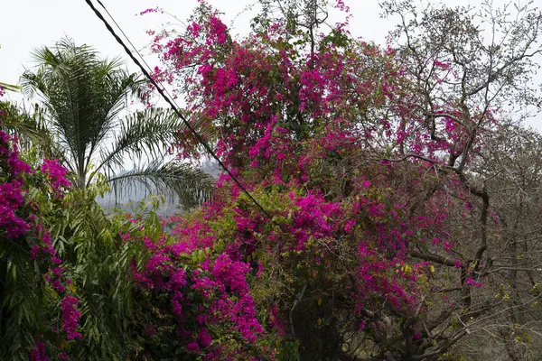 Doğanın güzelliği Pembe begonviller. Yüksek kalite fotoğraf