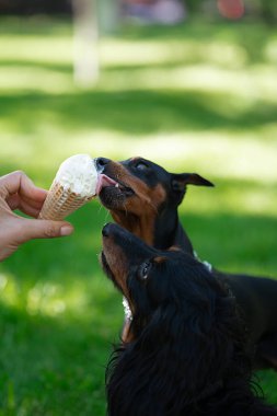 Dondurma yiyen iki köpek. Yüksek kalite fotoğraf