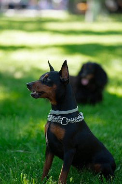 Köpek yetiştiricisi Doberman Pinscher yeşil çimlerin üzerinde oturur. Yüksek kalite fotoğraf