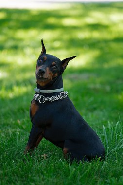 Köpek yetiştiricisi Doberman Pinscher yeşil çimlerin üzerinde oturur. Yüksek kalite fotoğraf