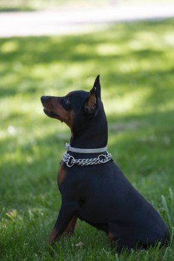 Köpek yetiştiricisi Doberman Pinscher yeşil çimlerin üzerinde oturur. Yüksek kalite fotoğraf