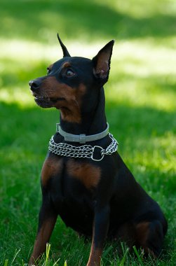 Köpek yetiştiricisi Doberman Pinscher yeşil çimlerin üzerinde oturur. Yüksek kalite fotoğraf