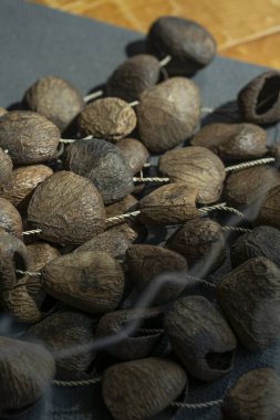 Punga tohumlarından yapılmış ses terapisi aleti. Punga karıştırıcısı. Yüksek kalite fotoğraf