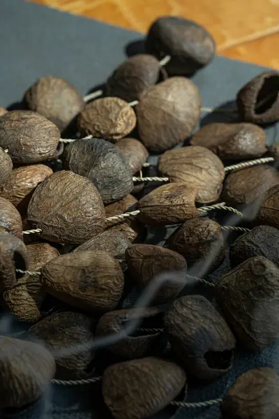 Punga tohumlarından yapılmış ses terapisi aleti. Punga karıştırıcısı. Yüksek kalite fotoğraf