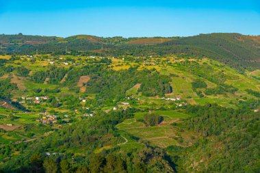İspanya 'da Ribeira Sacra' daki üzüm bağları.