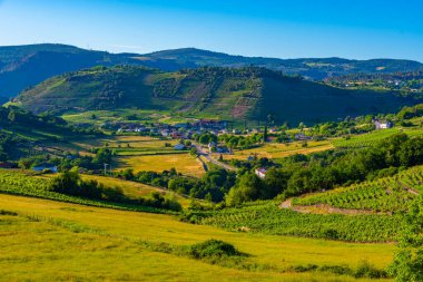 İspanya 'da Ribeira Sacra' daki üzüm bağları.
