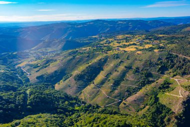 İspanya 'da Ribeira Sacra' daki üzüm bağları.