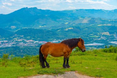 Irun, İspanya 'daki Jaizkibel tepesinde vahşi atlar..