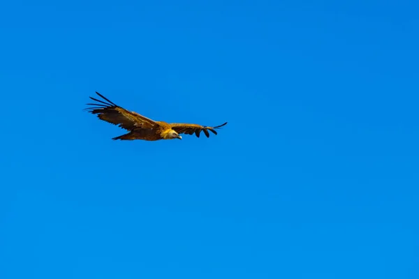 ユーラシア グリフォン ハゲタカの青い背景 — ストック写真