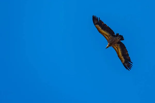 Eurasian Grifone Avvoltoio Sfondo Blu — Foto Stock