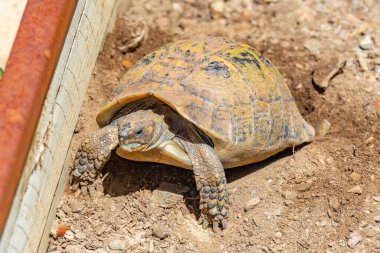 Hermann Kaplumbağa Albera Üreme Merkezi, İspanya.
