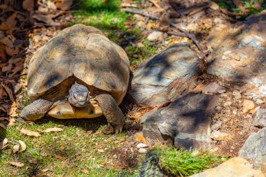 Hermann Kaplumbağa Albera Üreme Merkezi, İspanya.
