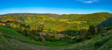 İspanya 'da Ribeira Sacra' daki üzüm bağları.