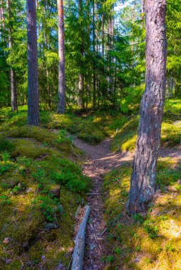 Finlandiya 'daki Hanko Cephe Müzesi' nde siperler.