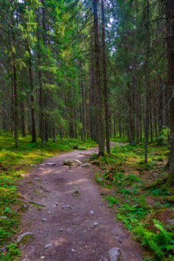 Finlandiya 'daki Helvetinjarvi ulusal parkının doğal manzarası